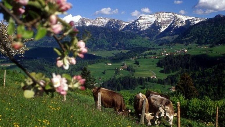 Fewo Alpenbrise, Oberstaufen Zewnętrze zdjęcie